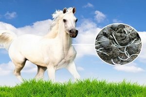 اسهال در اسب، علل تا گزینه های درمانی | دام و پت