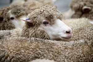 بیماری اسکرپی در گوسفندان | دام و پت
