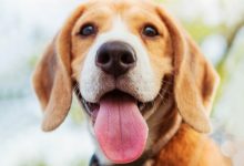 شایع ترین علت بوی بد دهان سگ || دام و پت