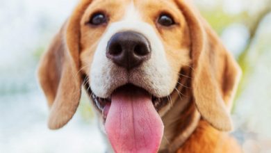 شایع ترین علت بوی بد دهان سگ || دام و پت