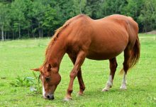 چگونه از اسب در بارداری مراقبت کنیم؟ | دام و پت