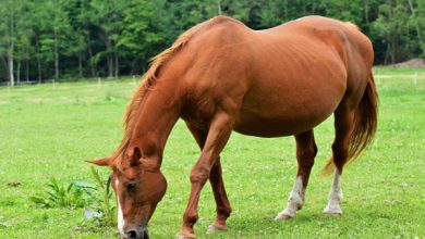 چگونه از اسب در بارداری مراقبت کنیم؟ | دام و پت