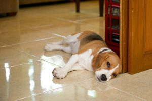 مسمومیت ضد یخ در سگ ها | دام و پت