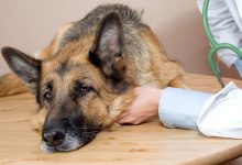 مسمومیت آفلاتوکسین در سگ | دام و پت