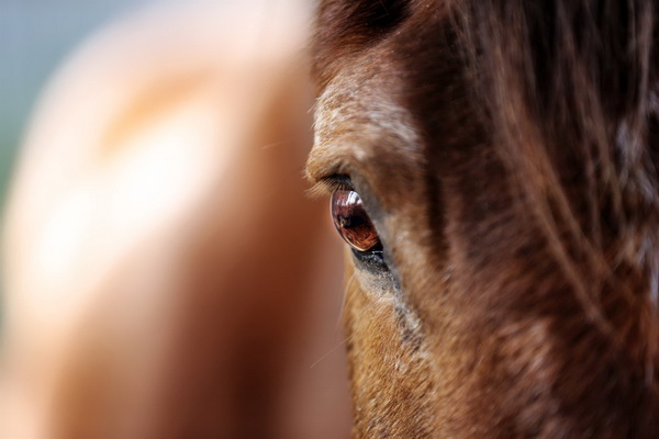 بیماری چشم صورتی در اسب | دام و پت