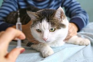 دیابت در گربه ها، علائم و علل تا درمان | دام و پت