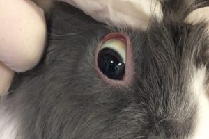 علل خونریزی در خرگوش، راهکارهای درمان و پیشگیری | دام و پت