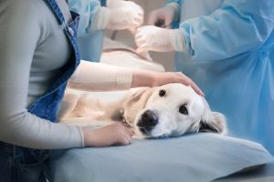 چگونه از حیوانات سرطانی مراقبت کنیم؟ | دام و پت