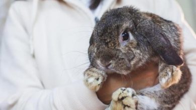 تغییر رنگ ادرار در خرگوش ها نشان دهنده چیست؟ | دام و پت