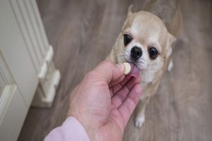 کارپروفن برای سگ، عوارض و کاربرد های آن | دام و پت