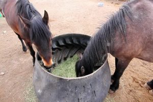 اسب ها چی می خورند؟ + بهترین رژیم غذایی | دام و پت
