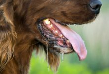 نفس نفس زدن سگ ها از علل تا درمان | دام و پت