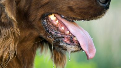 نفس نفس زدن سگ ها از علل تا درمان | دام و پت