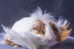 شایع ترین علل ریزش مو در خوکچه هندی | دام و پت