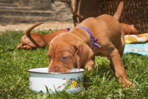 شایع ترین علل خوردن مدفوع در سگ ها | دام و پت
