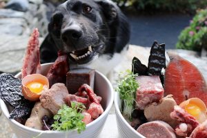 شایع ترین علل خوردن مدفوع در سگ ها | دام و پت