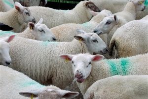 راهنمای کامل واکسیناسیون گوسفندان | دام و پت