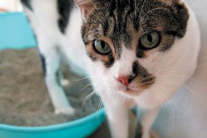درمان کولیت در گربه ها | دام و پت