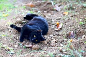 چرا گربه ها در خاک غلت می زنند؟ | دام و پت