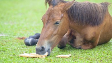 آیا اسب ها نان می خورند؟ | دام و پت