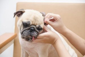 4  علامت عفونت گوش سگ که باید مراقب آنها باشید | دام و پت