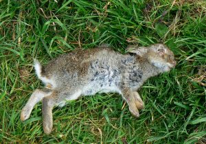 شایع ترین علت مرگ ناگهانی خرگوش خانگی | دام و پت