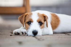 شایع ترین سرطان در سگ ها | دام و پت