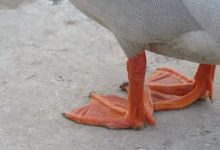 لنگیدن اردک ها، از علل تا درمان | دام وپت