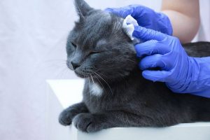 علائم عفونت گوش در گربه ها | دام و پت
