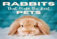 بهترین نژاد خرگوش برای نگهداری در خانه | دام و پت