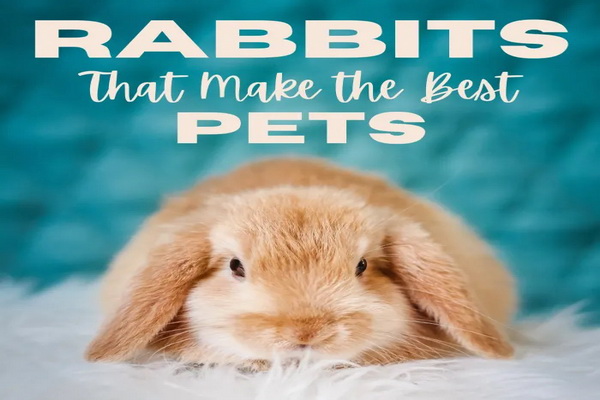 بهترین نژاد خرگوش برای نگهداری در خانه | دام و پت