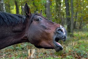 خونریزی بینی در اسب ، از علل تا درمان | دام و پت