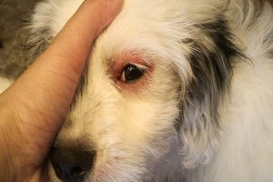 شایع ترین علل قرمزی چشم سگ و درمان آنها | دام و پت
