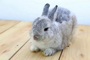 حذف بوی بد آمونیاک در ادرار خرگوش | دام و پت