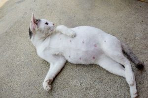 از کجا بفهمم که گربه من باردار است؟ | دام و پت