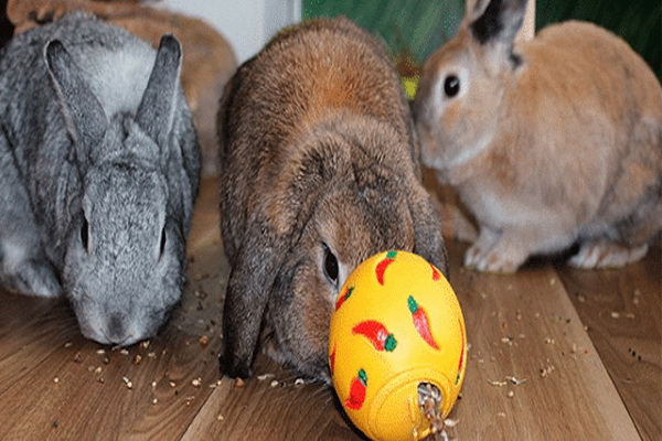 بهترین اسباب بازی برای خرگوش خانگی | دام و پت