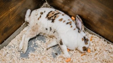 شایع ترین علت مرگ ناگهانی خرگوش خانگی | دام و پت