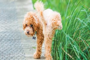 عفونت مجاری ادراری در سگ ها | دام و پت