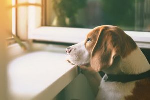 شایع ترین علائم تنهایی در سگ ها | دام و پت