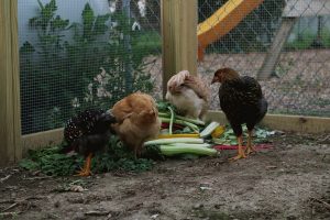 غذاهای سمی برای مرغ های خانگی | دام و پت