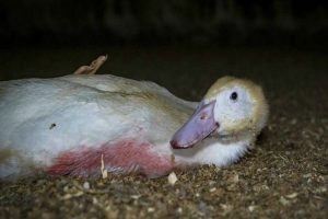 شایع ترین علل مرگ اردک ها | دام و پت
