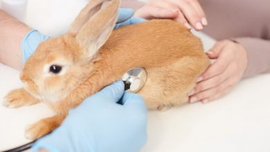 شایع ترین علائم بیماری در خرگوش | دام و پت