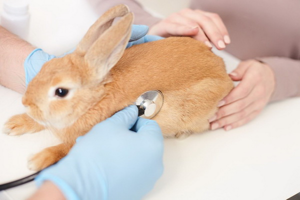 شایع ترین علائم بیماری در خرگوش | دام و پت