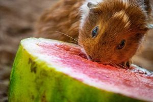 آیا همسترها می توانند هندوانه بخورند؟ | دام و پت