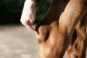 درمان لنگیدن در اسب | دام و پت