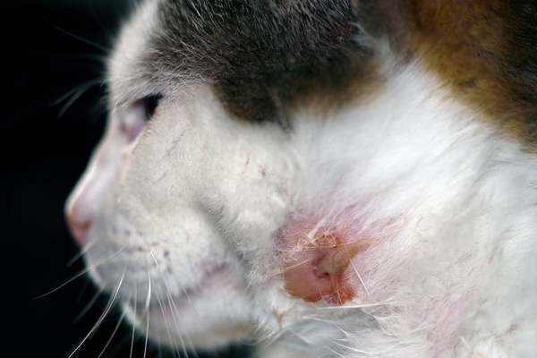 درمان آبسه گربه به طور موثر و قطعی | دام و پت
