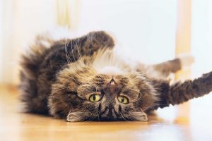 علت چنگ زدن گربه ها چیست؟ | دام و پت