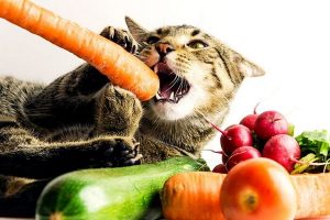 30 غذای انسانی که گربه می تواند بخورد | دام و پت