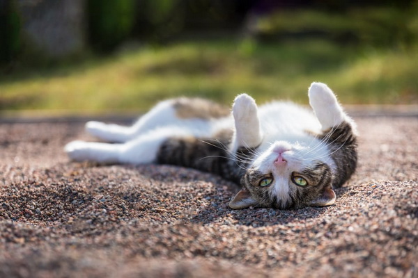 چرا گربه ها در خاک غلت می زنند؟ | دام و پت