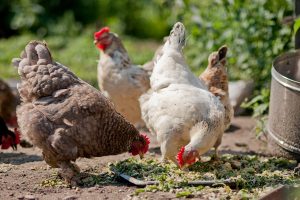 غذاهای سمی برای مرغ های خانگی | دام و پت